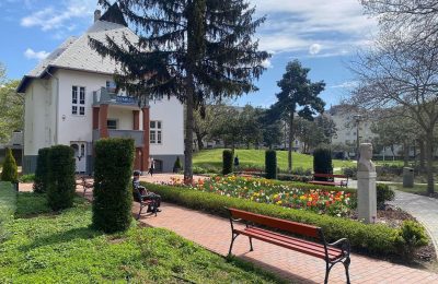 Újabb tiszafák kerültek kiültetésre a Borsos-villa előtti parkba.